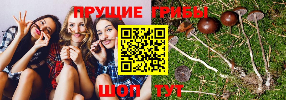 закладки  Галлюциногенные грибы GOLDEN TEACHER  Вход с VPN  Псилоцибиновые грибы ЛСД  Кропоткин 